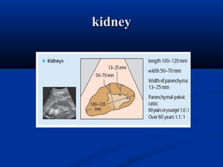 kidneykidney
 