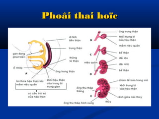 Phoâi thai hoïcPhoâi thai hoïc
 