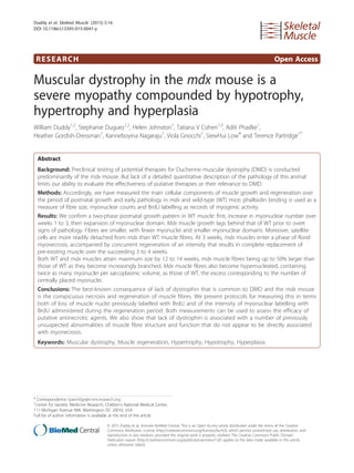 RESEARCH Open Access
Muscular dystrophy in the mdx mouse is a
severe myopathy compounded by hypotrophy,
hypertrophy and hyperplasia
William Duddy1,2
, Stephanie Duguez1,2
, Helen Johnston1
, Tatiana V Cohen1,3
, Aditi Phadke1
,
Heather Gordish-Dressman1
, Kanneboyina Nagaraju1
, Viola Gnocchi1
, SiewHui Low4
and Terence Partridge1*
Abstract
Background: Preclinical testing of potential therapies for Duchenne muscular dystrophy (DMD) is conducted
predominantly of the mdx mouse. But lack of a detailed quantitative description of the pathology of this animal
limits our ability to evaluate the effectiveness of putative therapies or their relevance to DMD.
Methods: Accordingly, we have measured the main cellular components of muscle growth and regeneration over
the period of postnatal growth and early pathology in mdx and wild-type (WT) mice; phalloidin binding is used as a
measure of fibre size, myonuclear counts and BrdU labelling as records of myogenic activity.
Results: We confirm a two-phase postnatal growth pattern in WT muscle: first, increase in myonuclear number over
weeks 1 to 3, then expansion of myonuclear domain. Mdx muscle growth lags behind that of WT prior to overt
signs of pathology. Fibres are smaller, with fewer myonuclei and smaller myonuclear domains. Moreover, satellite
cells are more readily detached from mdx than WT muscle fibres. At 3 weeks, mdx muscles enter a phase of florid
myonecrosis, accompanied by concurrent regeneration of an intensity that results in complete replacement of
pre-existing muscle over the succeeding 3 to 4 weeks.
Both WT and mdx muscles attain maximum size by 12 to 14 weeks, mdx muscle fibres being up to 50% larger than
those of WT as they become increasingly branched. Mdx muscle fibres also become hypernucleated, containing
twice as many myonuclei per sarcoplasmic volume, as those of WT, the excess corresponding to the number of
centrally placed myonuclei.
Conclusions: The best-known consequence of lack of dystrophin that is common to DMD and the mdx mouse
is the conspicuous necrosis and regeneration of muscle fibres. We present protocols for measuring this in terms
both of loss of muscle nuclei previously labelled with BrdU and of the intensity of myonuclear labelling with
BrdU administered during the regeneration period. Both measurements can be used to assess the efficacy of
putative antinecrotic agents. We also show that lack of dystrophin is associated with a number of previously
unsuspected abnormalities of muscle fibre structure and function that do not appear to be directly associated
with myonecrosis.
Keywords: Muscular dystrophy, Muscle regeneration, Hypertrophy, Hypotrophy, Hyperplasia
* Correspondence: tpartridge@cnmcresearch.org
1
Center for Genetic Medicine Research, Children’s National Medical Center,
111 Michigan Avenue NW, Washington DC 20010, USA
Full list of author information is available at the end of the article
© 2015 Duddy et al.; licensee BioMed Central. This is an Open Access article distributed under the terms of the Creative
Commons Attribution License (http://creativecommons.org/licenses/by/4.0), which permits unrestricted use, distribution, and
reproduction in any medium, provided the original work is properly credited. The Creative Commons Public Domain
Dedication waiver (http://creativecommons.org/publicdomain/zero/1.0/) applies to the data made available in this article,
unless otherwise stated.
Duddy et al. Skeletal Muscle (2015) 5:16
DOI 10.1186/s13395-015-0041-y
 