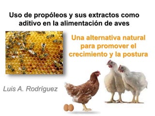 Uso de propóleos y sus extractos como 
aditivo en la alimentación de aves 
Una alternativa natural 
para promover el 
crecimiento y la postura 
Luis A. Rodríguez 
 