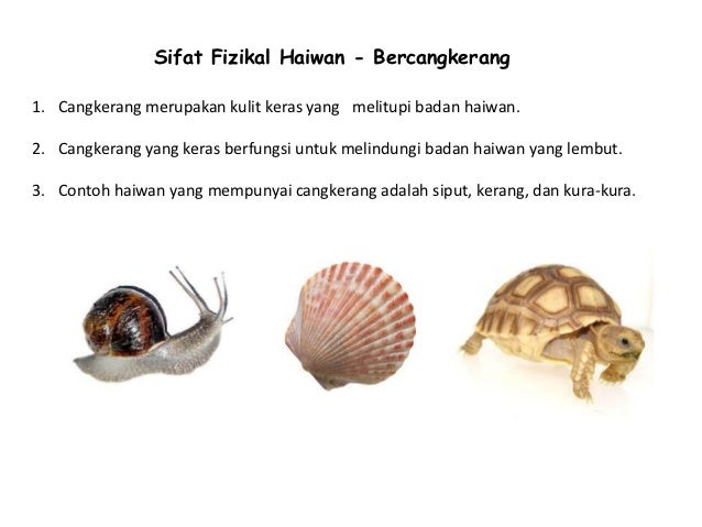 Sifat Sifat Fizikal Haiwan2