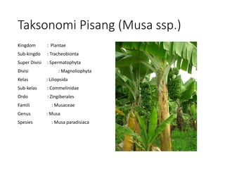Taksonomi Pisang (Musa ssp.)
Kingdom : Plantae
Sub-kingdo : Tracheobionta
Super Divisi : Spermatophyta
Divisi : Magnoliophyta
Kelas : Liliopsida
Sub-kelas : Commelinidae
Ordo : Zingiberales
Famili : Musaceae
Genus : Musa
Spesies : Musa paradisiaca
 