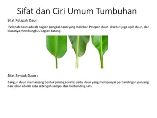 Sifat dan Ciri Umum Tumbuhan
Sifat Pelapah Daun :
Pelepah daun adalah bagian pangkal daun yang melebar. Pelepah daun disebut juga upih daun, dan
biasanya membungkus bagian batang.
Sifat Bentuk Daun :
Bangun daun memanjang bentuk jorong (ovalis) yaitu daun yang mempunyai perbandingan panjang
dan lebar adalah satu setengah sampai dua berbanding satu
 