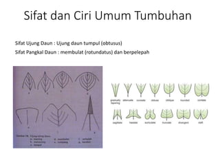 Sifat dan Ciri Umum Tumbuhan
Sifat Ujung Daun : Ujung daun tumpul (obtusus)
Sifat Pangkal Daun : membulat (rotundatus) dan berpelepah
 