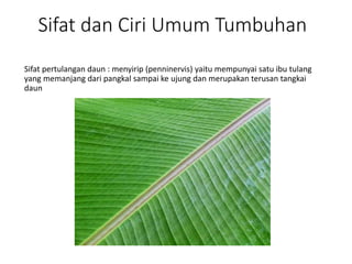 Sifat dan Ciri Umum Tumbuhan
Sifat pertulangan daun : menyirip (penninervis) yaitu mempunyai satu ibu tulang
yang memanjang dari pangkal sampai ke ujung dan merupakan terusan tangkai
daun
 