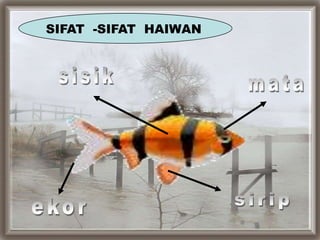 Sifat haiwan | PPTX