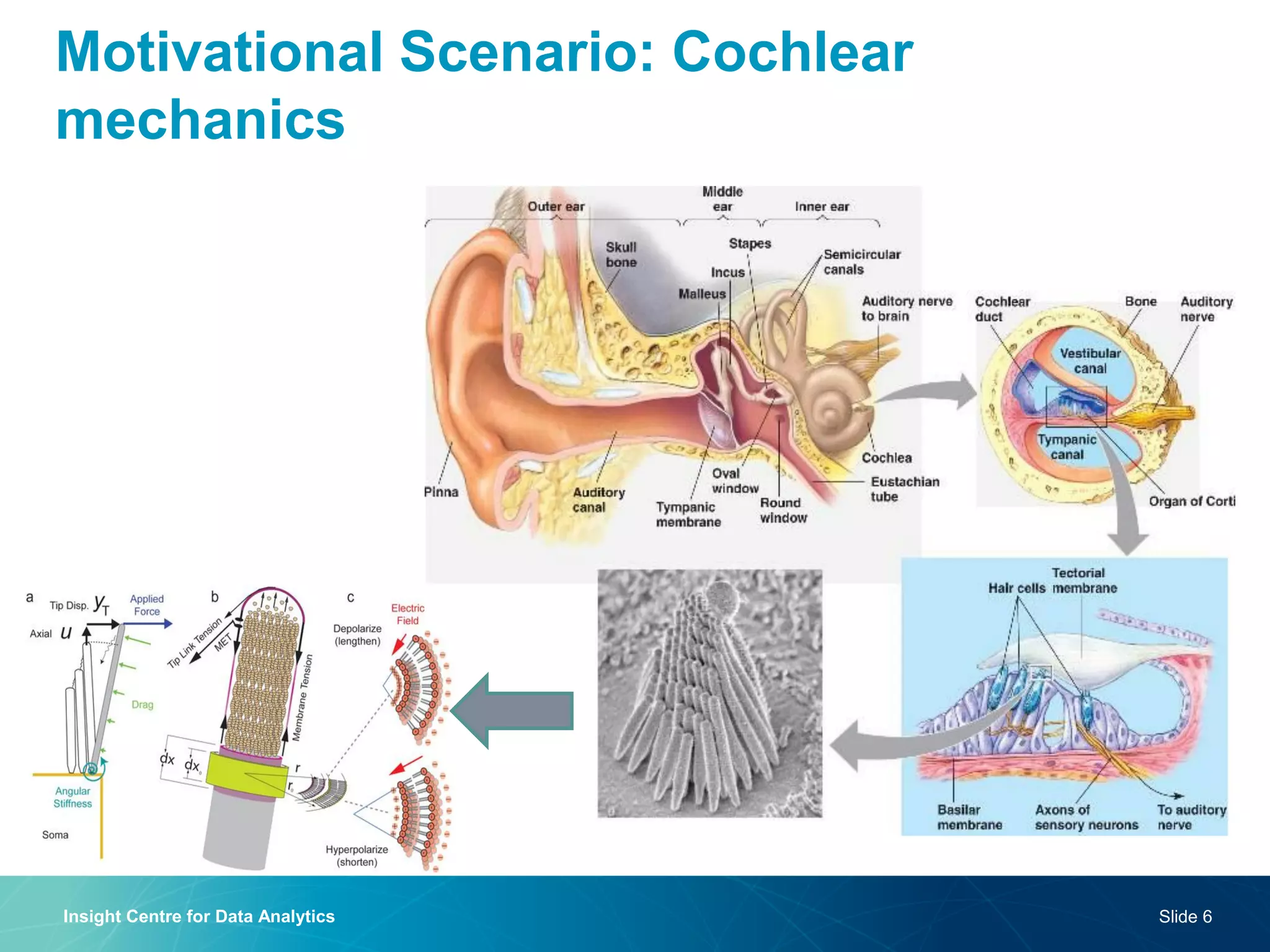 Motivational Scenario: Cochlear mechanics 
Insight Centre for Data Analytics 
Slide 6  