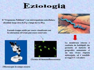 Il “Treponema Pallidum” è un microrganismo unicellulare,
 elicoidale largo circa 0,15 μ e lungo da 6 a 50 μ.


     Essendo troppo sottile per essere visualizzato con
     la colorazione di Gram può essere osservato:



                                                                  La membrana esterna è
                                                                  costituita da fosfolipidi che
                                                                  permette al batterio di
                                                                  progredire nonostante ci
                                                                  sia una vivace risposta
                                                                  anticorpale, ed è sensibile
                                                                  ai raggi UV e al calore.
                                (Tecnica di immunofluorescenza)


(Microscopio in campo oscuro)
 