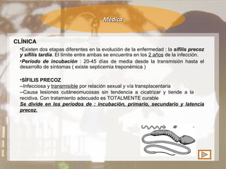 Médica CLÍNICA Existen dos etapas diferentes en la evolución de la enfermedad : la  sífilis precoz y sífilis tardía . El límite entre ambas se encuentra en los  2 años  de la infección.  Período de incubación  : 20-45 días de media desde la transmisión hasta el desarrollo de síntomas ( existe septicemia treponémica ) SÍFILIS PRECOZ --Infecciosa y  transmisible  por relación sexual y vía transplacentaria --Causa lesiones cutáneomucosas sin tendencia a cicatrizar y tiende a la  recidiva. Con tratamiento adecuado es TOTALMENTE curable Se divide en los períodos de : incubación, primario, secundario y latencia precoz.   