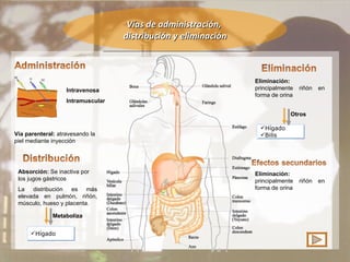 Vías de administración,  distribución y eliminación Vía parenteral:  atravesando la piel mediante inyección Absorción:  Se inactiva por los jugos gástricos La distribución es más elevada en pulmón, riñón, músculo, hueso y placenta. Hígado Eliminación:  principalmente riñón en forma de orina Intravenosa Intramuscular Metaboliza Hígado Bilis Otros Eliminación:  principalmente riñón en forma de orina 