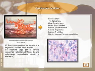 Clasificación científica Reino: Monera Filo: Spirochaeta Clase: Schizomycetes Orden: Spirochaetales Familia: Spirochaetaceae Genero: Treponema Especie: T. pallidum Nombre binomial:  Treponema pallidum Treponema pallidum  ingresando al organismo Fuente: Science El  Treponema pallidum  se introduce al organismo a través piel o mucosa.  Se disemina luego por el torrente sanguíneo y el sistema linfático. (Es una enfermedad generalizada desde el comienzo). 
