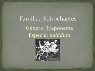 Género: Treponema
Especie: pallidum
 
