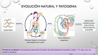EVOLUCIÓN NATURAL Y PATOGENIA
penetra
Mucosas íntegras ó erosiones
microscópicas de la piel
entra
Vasos linfáticos y
sanguíneos
produce
INEFECCIÓN
GENERALIZADA
CON FOCOS
METASTÁSICOS
ALEJADOS
Periodo de incubación: inversamente proporcional al número de microorganismos inoculados. (media = 21 días, rara vez
excede 6 semanas)
 