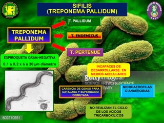 SIFILIS
(TREPONEMA PALLIDUM)
TREPONEMA
PALLIDUM
T. PALLIDUM
T. ENDEMICUS
T. PERTENUE
INCAPACES DE
DESARROLLARSE EN
MEDIOS ACELULARES
NO REALIZAN EL CICLO
DE LOS ACIDOS
TRICARBOXILICOS
ESPIROQUETA GRAM-NEGATIVA
0.1 a 0.2 x 6 a 20 µm diámetro
CARENCIA DE GENES PARA
CATALASA Y SUPEROXIDO
DISMUTASA
MICROAEROFILAS
O ANAEROBIAS
 