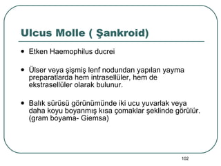 Ulcus Molle ( Şankroid) Etken Haemophilus ducrei Ülser veya şişmiş lenf nodundan yapılan yayma preparatlarda hem intrasellüler, hem de ekstrasellüler olarak bulunur. Balık sürüsü görünümünde iki ucu yuvarlak veya daha koyu boyanmış kısa çomaklar şeklinde görülür. (gram boyama- Giemsa) 