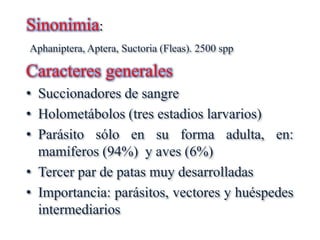 Forma Aptera Sifonapteros. clasificacion y estructura | PPTX