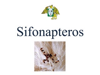 Sifonapteros
 