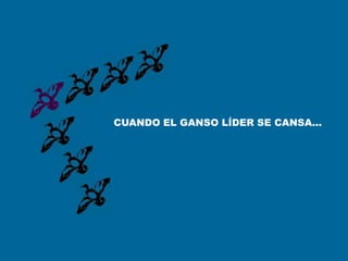 CUANDO EL GANSO LÍDER SE CANSA...
 