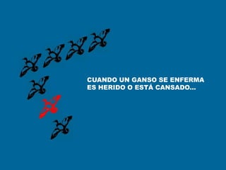 CUANDO UN GANSO SE ENFERMA
ES HERIDO O ESTÁ CANSADO...
 