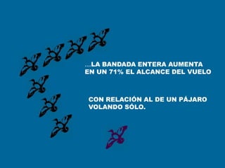 ...LA BANDADA ENTERA AUMENTA
EN UN 71% EL ALCANCE DEL VUELO



CON RELACIÓN AL DE UN PÁJARO
VOLANDO SÓLO.
 