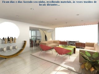 Ficam dias e dias fazendo seu ninho, recolhendo materiais, às vezes trazidos de locais distantes... 