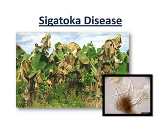 Sigatoka Disease
 