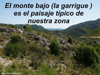 El monte bajo (la garrigue )
es el paisaje típico de
nuestra zona

Aquatrepasdici.com

 