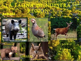 La fauna de nuestra
región

Hueva

Jabalí

Sarthe.lpo.fr

Jacotte26.forumactif.com

Paradiscorse.com

perdiz

Saint-illide.com

búho
c omadrej

a

Artisanatindien.com

 