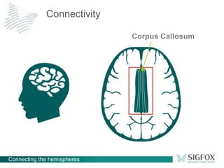Connecting the hemispheres
Connectivity
Corpus Callosum