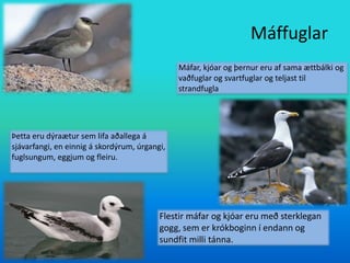 Einangrun landsinsRánfuglar og uglur hafa sterklegan, krókboginn gogg og beittar klærFlokkurinn er frekar ósamstæðuRjúpaAuðvelt er að tilgreina rjúpu