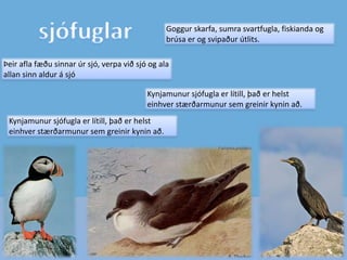 MáffuglarMáfar, kjóar og þernur eru af sama ættbálki og vaðfuglar og svartfuglar og teljast til strandfuglaÞetta eru dýraætur sem lifa aðallega á sjávarfangi, en einnig á skordýrum, úrgangi, fuglsungum, eggjum og fleiru.Flestir máfar og kjóar eru með sterklegan gogg, sem er krókboginn í endann og sundfit milli tánna.