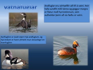 Einkenni margra vaðfugla eru langur goggur, langir fætur og langur háls.vaðfuglarKynjamunur er lítill hjá vaðfuglum, karlfuglinn er þó oft ívið skrautlegri og kvenfuglinn aðeins stærri. Þeir eru dýraætur og er langur goggurinn hentugur til að grafa eftir æti í leirum, tjarnarbotnum og jarðvegi.