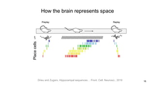 How the brain represents space
16Drieu and Zugaro, Hippocampal sequences… Front. Cell. Neurosci., 2019
Placecells
 