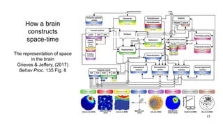 How a brain
constructs
space-time
The representation of space
in the brain
Grieves & Jeffery, (2017)
Behav Proc. 135 Fig. 8
17
 