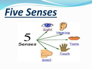 Five Senses
 