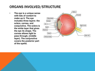 ORGANS INVOLVED/STRUCTURE
•

The eye is a unique sense
with lots of content to
make up it. The eye
includes three layers: the
sclera, cornea, and
conjunctiva. The sclera is
the white layer that gives
the eye its shape. The
cornea allows light to
pass through, (middle
layer). The conjunctiva
covers the posterior part
of the eyelid.

 