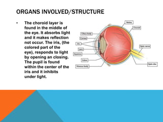 ORGANS INVOLVED/STRUCTURE
•

The choroid layer is
found in the middle of
the eye. It absorbs light
and it makes reflection
not occur. The iris, (the
colored part of the
eye), responds to light
by opening an closing.
The pupil is found
within the center of the
iris and it inhibits
under light.

 