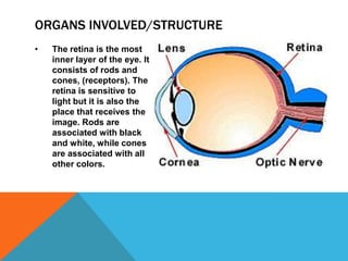 ORGANS INVOLVED/STRUCTURE
•

The retina is the most
inner layer of the eye. It
consists of rods and
cones, (receptors). The
retina is sensitive to
light but it is also the
place that receives the
image. Rods are
associated with black
and white, while cones
are associated with all
other colors.

 