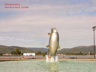 Salmon leaping  New Brunswick, Canada 