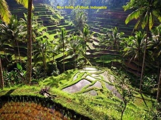 Rice fields of Ubud, Indonesia 