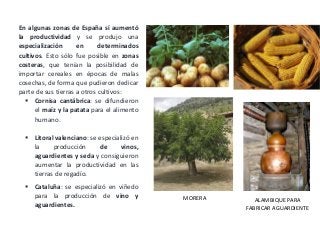 En algunas zonas de España sí aumentó
la productividad y se produjo una
especialización en determinados
cultivos. Esto sólo fue posible en zonas
costeras, que tenían la posibilidad de
importar cereales en épocas de malas
cosechas, de forma que pudieron dedicar
parte de sus tierras a otros cultivos:
 Cornisa cantábrica: se difundieron
el maíz y la patata para el alimento
humano.
 Litoral valenciano: se especializó en
la producción de vinos,
aguardientes y seda y consiguieron
aumentar la productividad en las
tierras de regadío.
 Cataluña: se especializó en viñedo
para la producción de vino y
aguardientes.
MORERA ALAMBIQUE PARA
FABRICAR AGUARDIENTE
 