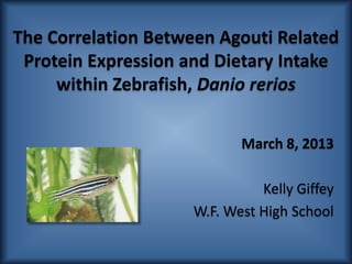 The Correlation Between Agouti Related
 Protein Expression and Dietary Intake
     within Zebrafish, Danio rerios

                            March 8, 2013

                               Kelly Giffey
                     W.F. West High School
 