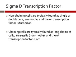 Sigma DTranscription Factor
 Non-chaining cells are typically found as single or
double cells, are motile, and the σD transcription
factor is turned on
 Chaining cells are typically found as long chains of
cells, are sessile (non-motile), and the σD
transcription factor is off
 