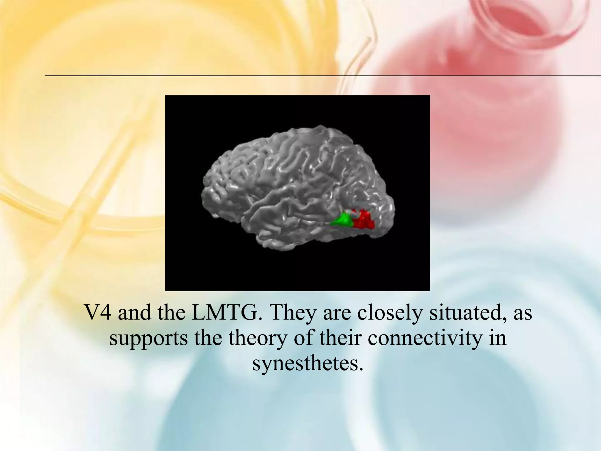 V4 and the LMTG. They are closely situated, as
  supports the theory of their connectivity in
                  synesthetes.
 