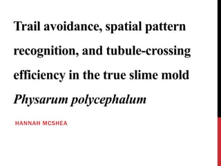 Trail avoidance, spatial pattern
recognition, and tubule-crossing
efficiency in the true slime mold
Physarum polycephalum
HANNAH MCSHEA
 