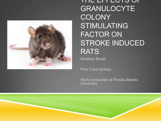 THE EFFECTS OF
GRANULOCYTE
COLONY
STIMULATING
FACTOR ON
STROKE INDUCED
RATS
Matthew Busel

Pine Crest School

Work conducted at Florida Atlantic
University
 