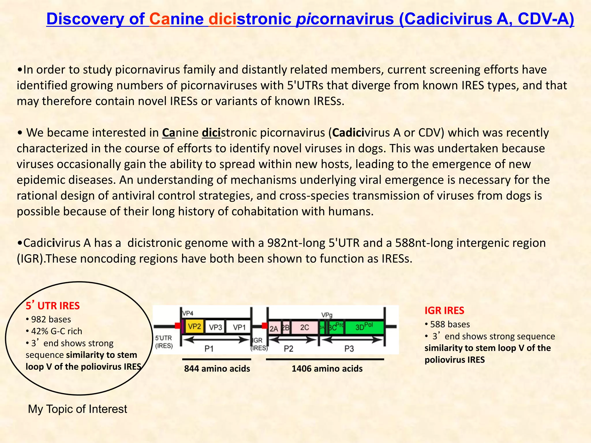 Discovery of Canine dicistronic picornavirus (Cadicivirus A, CDV-A)
•In order to study picornavirus family and distantly related members, current screening efforts have
identified growing numbers of picornaviruses with 5'UTRs that diverge from known IRES types, and that
may therefore contain novel IRESs or variants of known IRESs.
• We became interested in Canine dicistronic picornavirus (Cadicivirus A or CDV) which was recently
characterized in the course of efforts to identify novel viruses in dogs. This was undertaken because
viruses occasionally gain the ability to spread within new hosts, leading to the emergence of new
epidemic diseases. An understanding of mechanisms underlying viral emergence is necessary for the
rational design of antiviral control strategies, and cross-species transmission of viruses from dogs is
possible because of their long history of cohabitation with humans.
•Cadicivirus A has a dicistronic genome with a 982nt-long 5'UTR and a 588nt-long intergenic region
(IGR).These noncoding regions have both been shown to function as IRESs.
• 982 bases
• 42% G-C rich
• 3’ end shows strong
sequence similarity to stem
loop V of the poliovirus IRES
5’UTR IRES
844 amino acids 1406 amino acids
IGR IRES
• 588 bases
• 3’ end shows strong sequence
similarity to stem loop V of the
poliovirus IRES
My Topic of Interest
 
