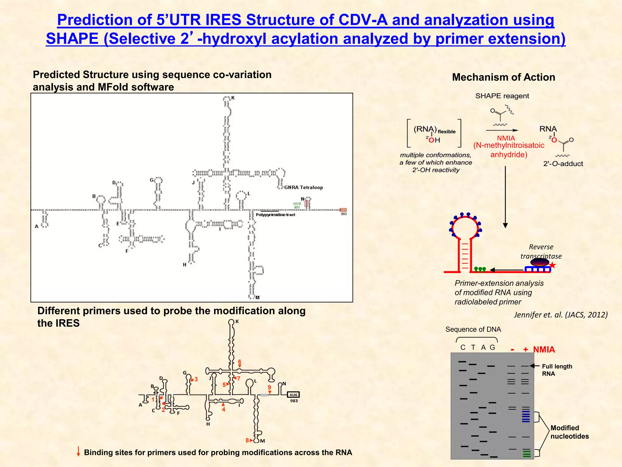 Prediction of 5’UTR IRES Structure of CDV-A and analyzation using
SHAPE (Selective 2’-hydroxyl acylation analyzed by primer extension)
Binding sites for primers used for probing modifications across the RNA
Reverse
transcriptase
Primer-extension analysis
of modified RNA using
radiolabeled primer
A
B
C
D
F
G
H
I
J
K
L
M
N
AUG
983
NMIA
(N-methylnitroisatoic
anhydride)
Sequence of DNA
- + NMIA
Full length
RNA
Modified
nucleotides
C T A G
Predicted Structure using sequence co-variation
analysis and MFold software
Mechanism of Action
Different primers used to probe the modification along
the IRES
1
2
3
4
5
6
7
8
9
Jennifer et. al. (JACS, 2012)
 
