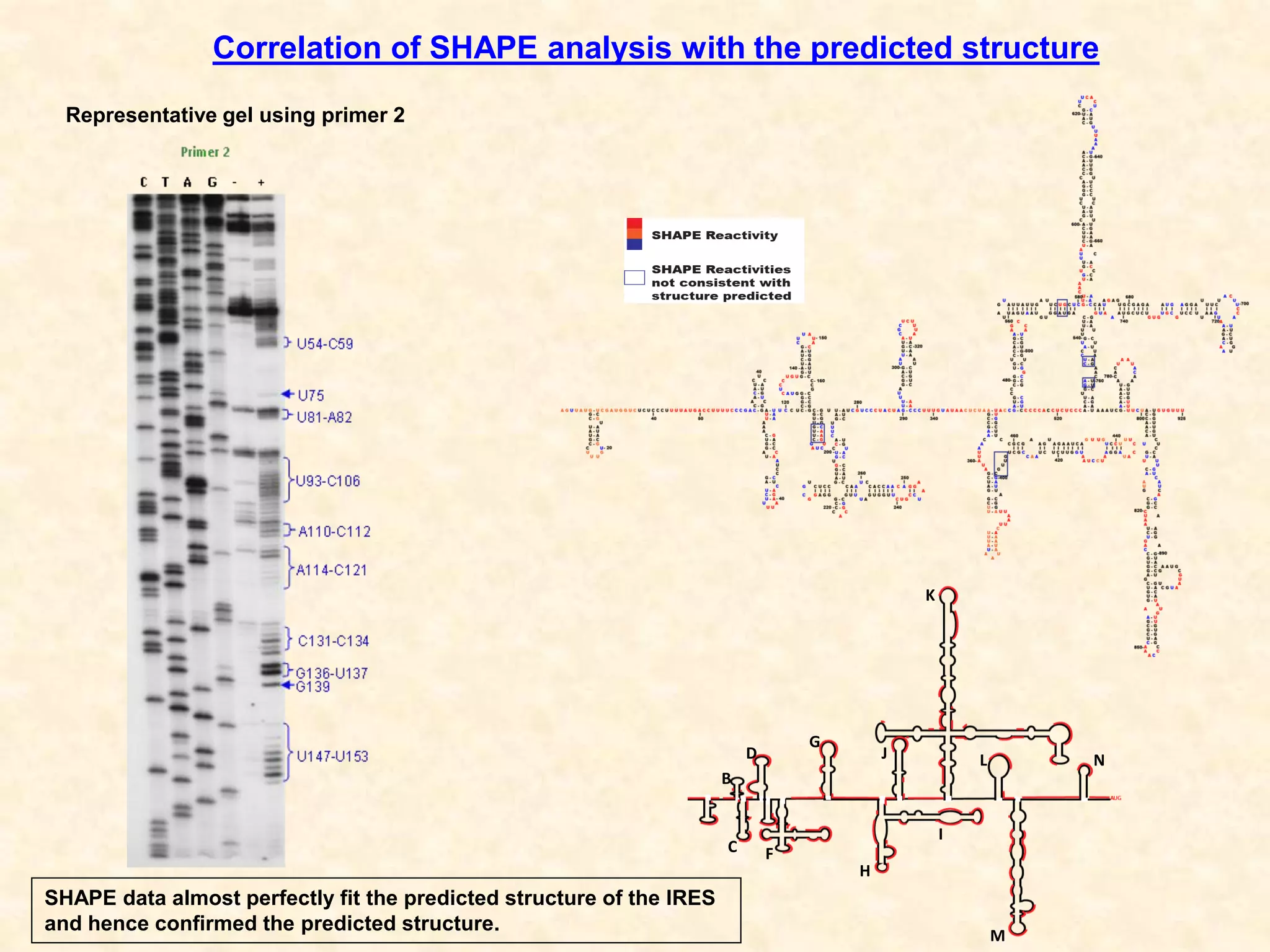 Correlation of SHAPE analysis with the predicted structure
SHAPE data almost perfectly fit the predicted structure of the IRES
and hence confirmed the predicted structure.
B
C
D
F
G
H
I
J
K
L
M
N
Representative gel using primer 2
 