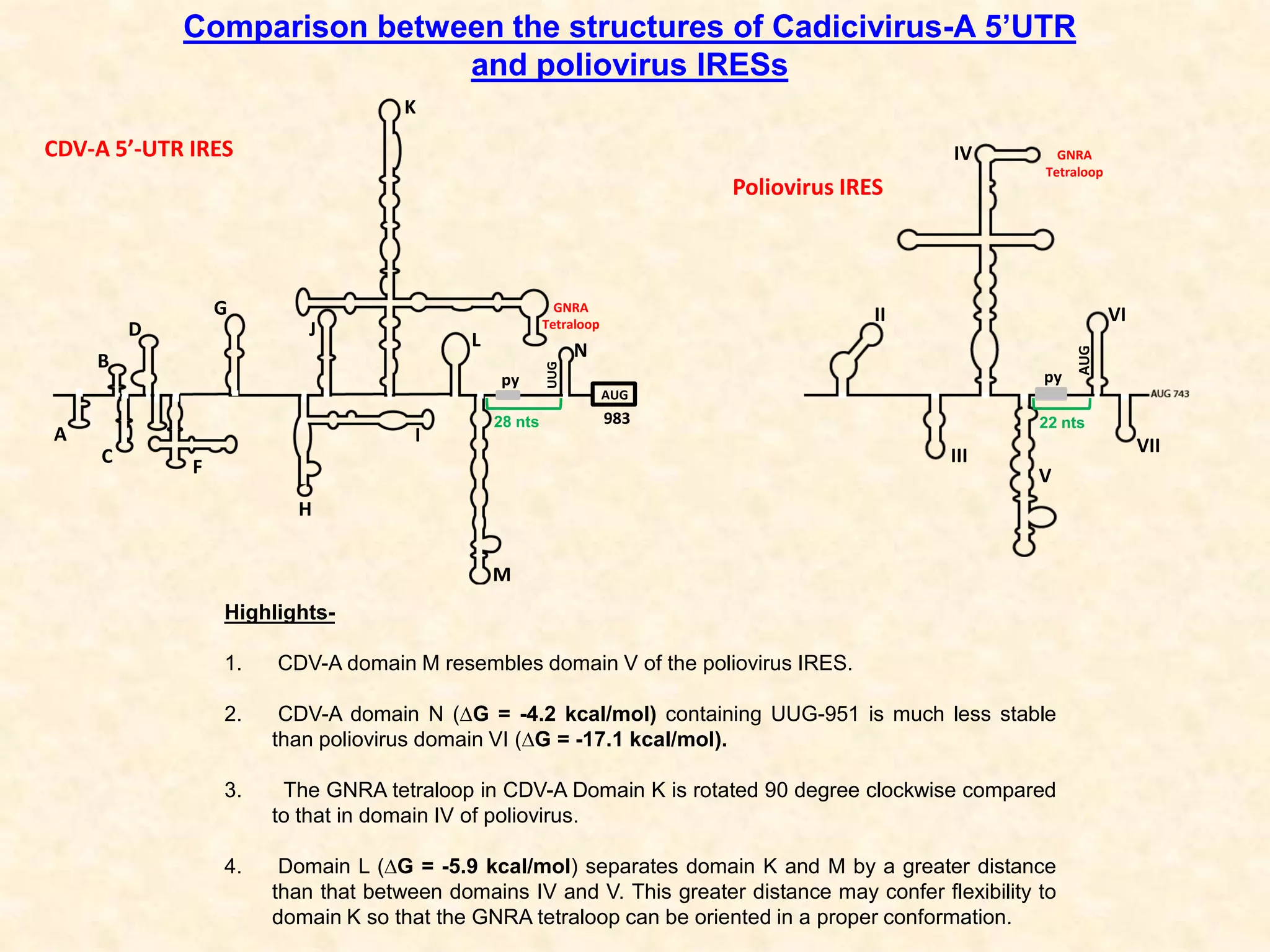 II
III
IV
V
VI
VII
py
AUG
Comparison between the structures of Cadicivirus-A 5’UTR
and poliovirus IRESs
A
B
C
D
F
G
H
I
J
K
L
M
N
UUG
AUG
983
py
GNRA
Tetraloop
Poliovirus IRES
GNRA
Tetraloop
Highlights-
1. CDV-A domain M resembles domain V of the poliovirus IRES.
2. CDV-A domain N (∆G = -4.2 kcal/mol) containing UUG-951 is much less stable
than poliovirus domain VI (∆G = -17.1 kcal/mol).
3. The GNRA tetraloop in CDV-A Domain K is rotated 90 degree clockwise compared
to that in domain IV of poliovirus.
4. Domain L (∆G = -5.9 kcal/mol) separates domain K and M by a greater distance
than that between domains IV and V. This greater distance may confer flexibility to
domain K so that the GNRA tetraloop can be oriented in a proper conformation.
28 nts 22 nts
CDV-A 5’-UTR IRES
 